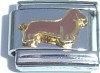Dachshund in Brown