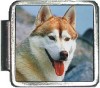 A10020 Husky Italian Charm